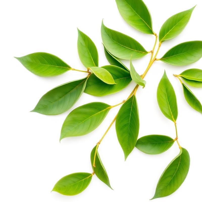 Green Tea Extract